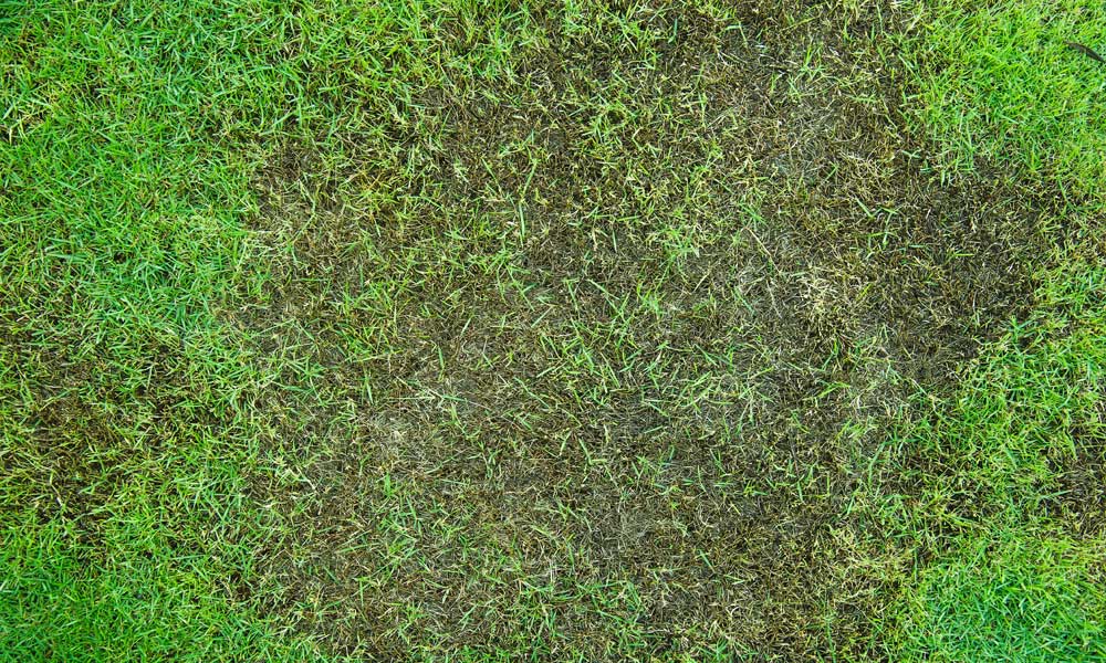 aerial view of grass spots